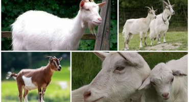 Jak by měla vypadat koza, obecný popis a odrůdy plemen a jak si vybrat